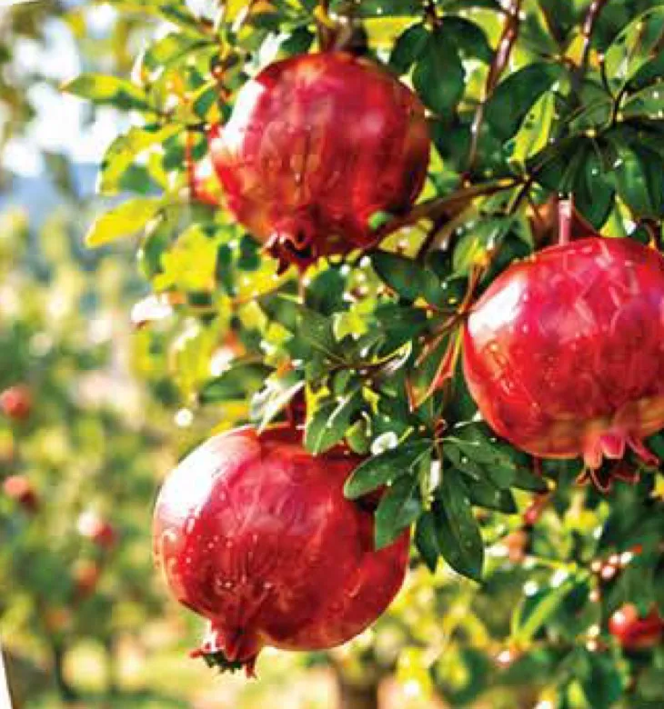Ripe pomegranates on a tree in an orchard in Ujar